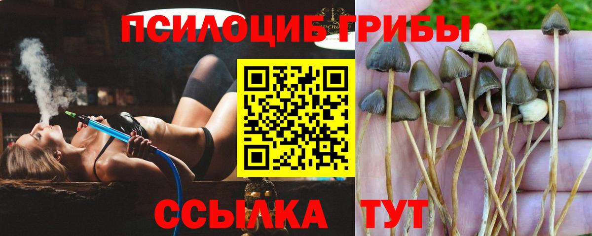 Псилоцибиновые грибы GOLDEN TEACHER Наро-Фоминск